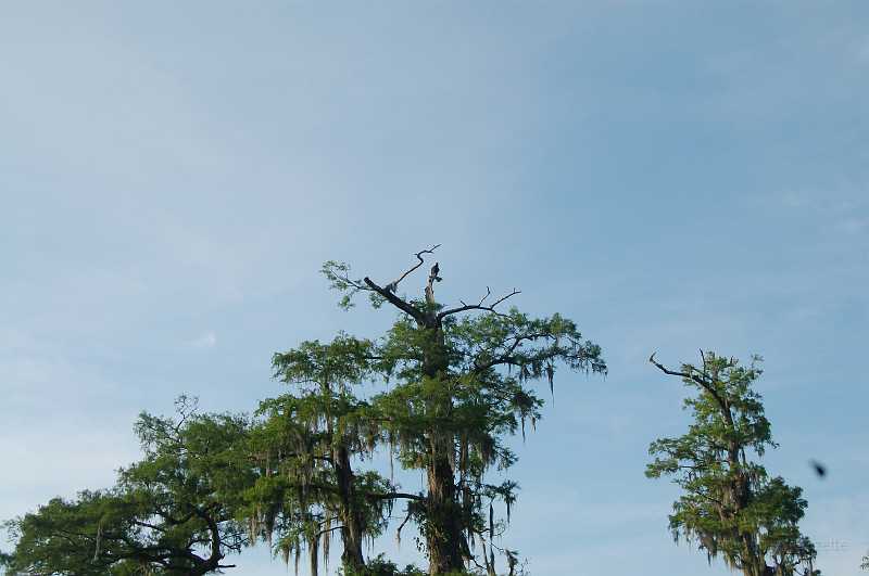 Bridge  - Spring 2006 041.JPG - An Osprey, keeping an eye out for dinner.